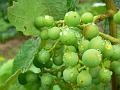 Unripe berries, Sharpham Estate P1120546